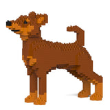 Zwergpinscher 01-M02 