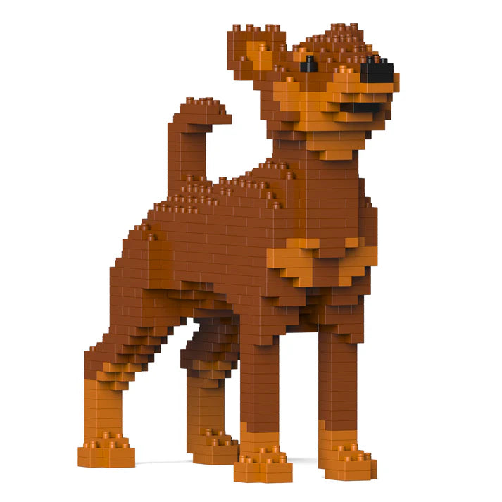 Pinscher miniatura 01-M02 