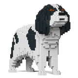 Cavalier King Charles Spaniel 01-M02 