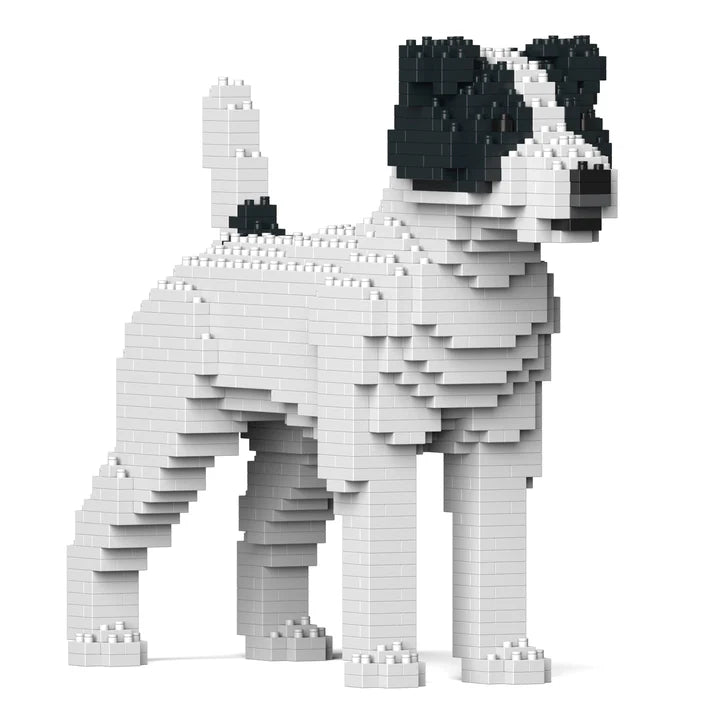 Jack Russell Terrier 01-M02 