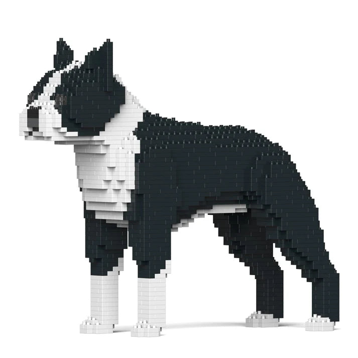 Boston Terrier 01-M01 