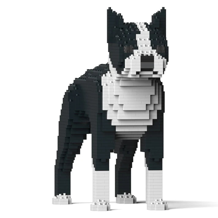 Boston Terrier 01-M01