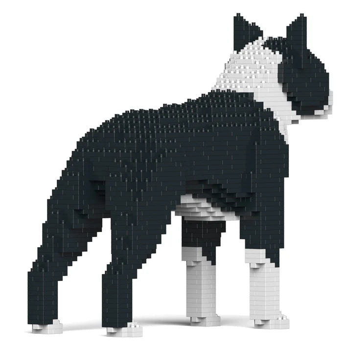 Boston Terrier 01-M01 