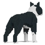 Boston Terrier 01-M01