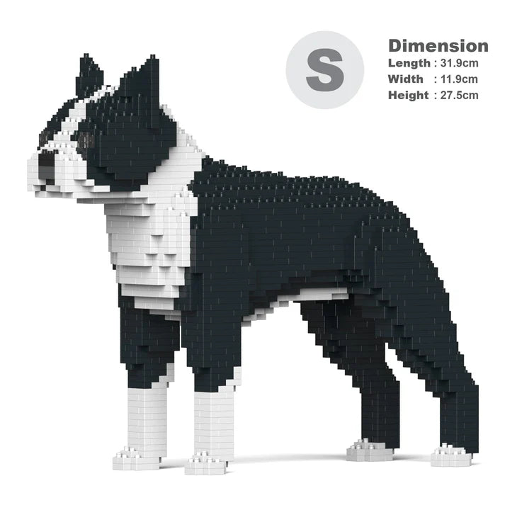 Boston terrier 01-M01 