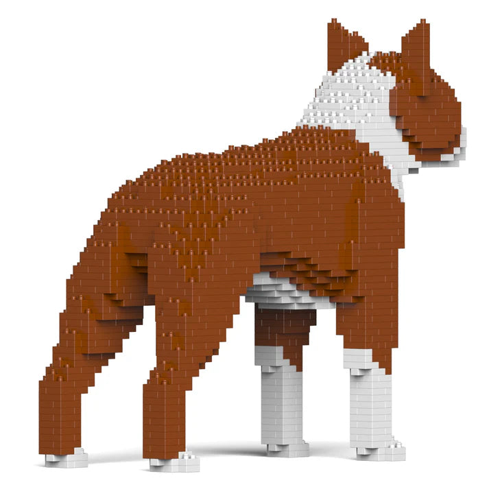 Boston Terrier 01-M02 