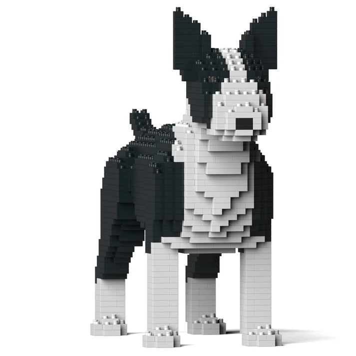 Englischer Bullterrier 01-M01 