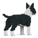 Englischer Bullterrier 01-M01 