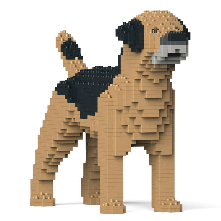 Border Terrier 01-M01 