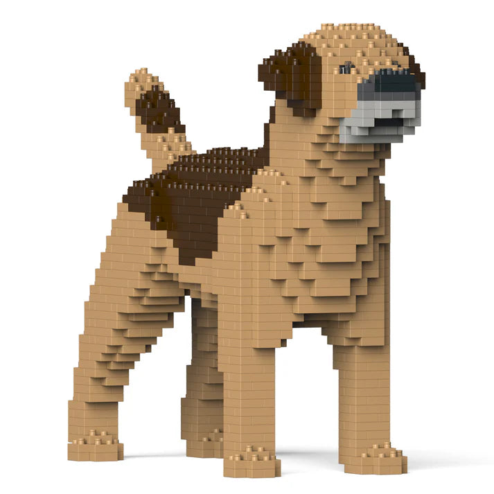 Border Terrier 01-M02 