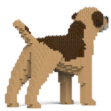 Border terrier 01-M02 