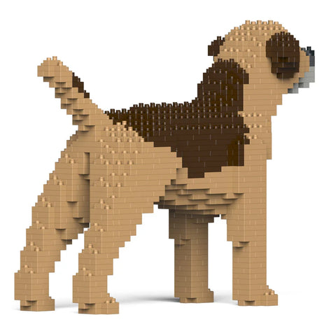 Border Terrier 01-M02 