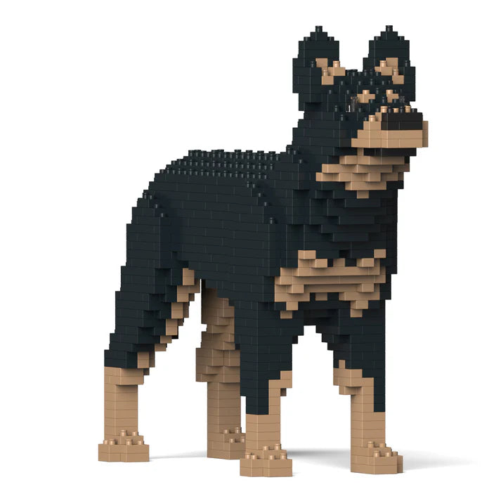 Australischer Kelpie 01-M01 