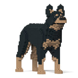 Australian Kelpie 01-M01