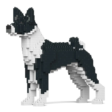 Basenji 01-M02 