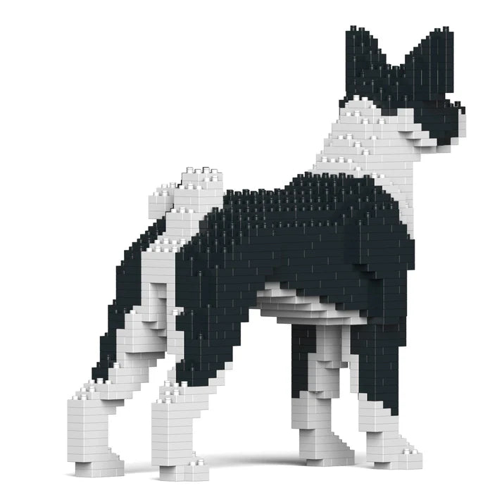 Basenji 01-M02 