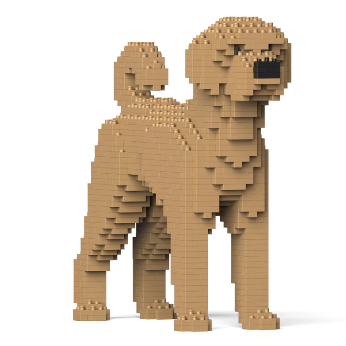 Labradoodle 01-M02 