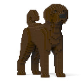 Labradoodle 01-M03 