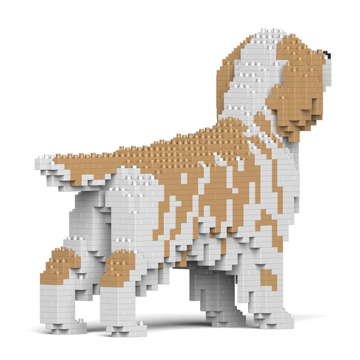 English Setter 01-M01