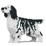 English Setter 01-M02