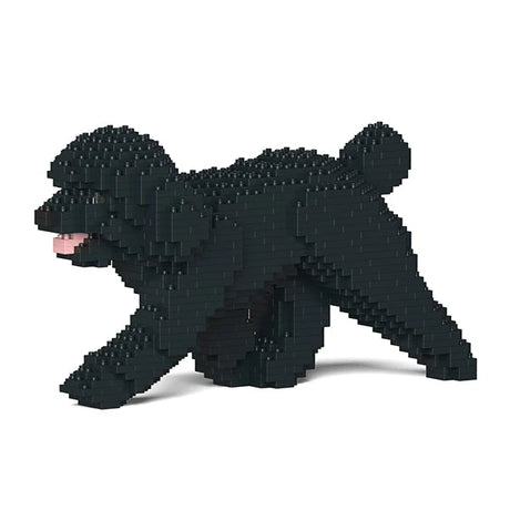 Caniche toy 02-M02 