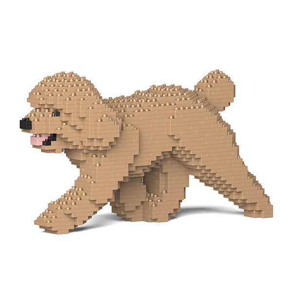 Toy Poodle 02-M03