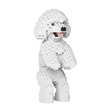 Toy Poodle 04-M01