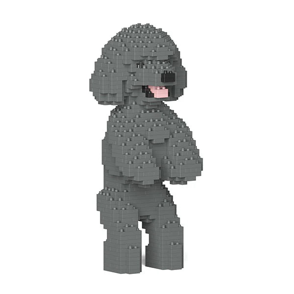 Toy Poodle 04-M06