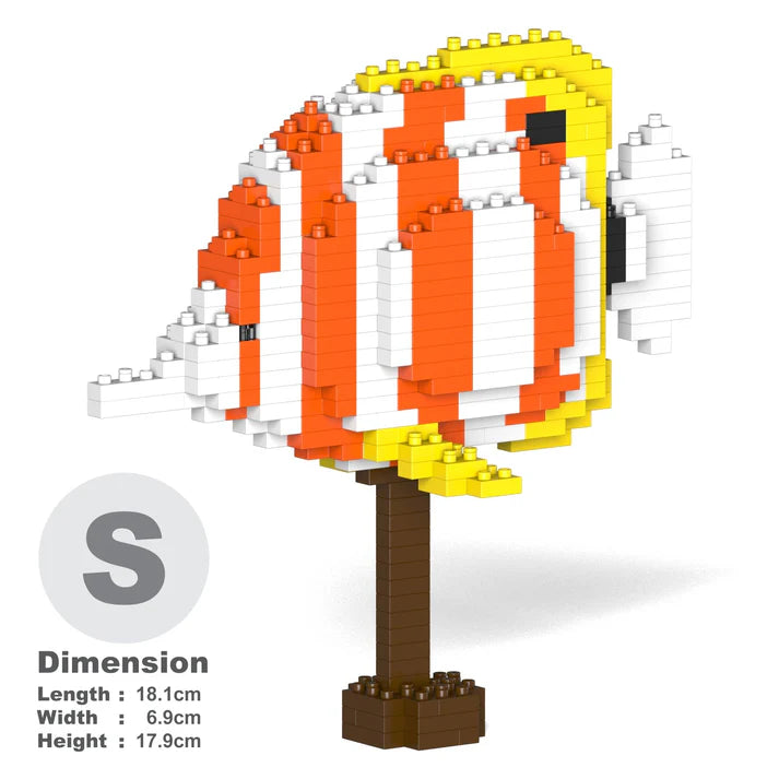 Copper Banded Butterflyfish 01